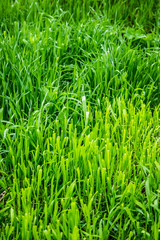Green grass