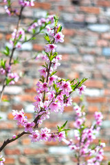 Spring blooming tree