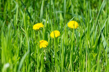 Yellow dandelions in the grass