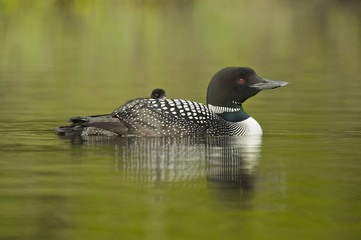 Great Northern Loon (Gavia immer), Common Loon with just hatched chick