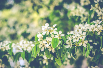 Spring flowered trees