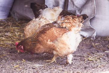 Chicken on the farm yard