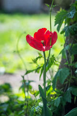 Beautiful red flower