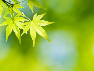 新緑のカエデ