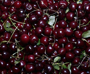 Red ripe cherry berries