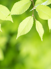 新緑のケヤキ

