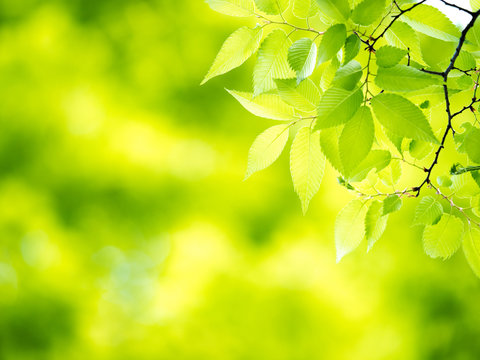 รูปภาพMidori – เลือกดูภาพถ่ายสต็อก เวกเตอร์ และวิดีโอ21,871 | Adobe Stock