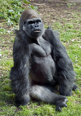  Western Lowland Gorilla.