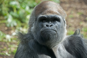  Western Lowland Gorilla.