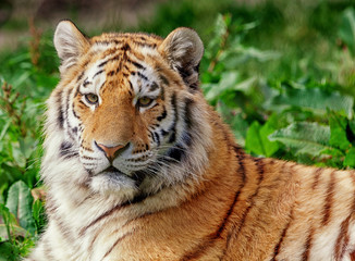 Fototapeta na wymiar Close up of an Amur tiger face, relaxing in the grass showing its beautiful stripes. With space for text. 