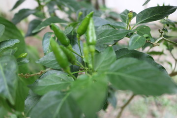 chile verde