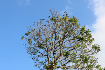 árbol y pájaros 