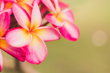 Beautiful vintage flower texture background