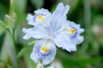 初夏の花・シャガ