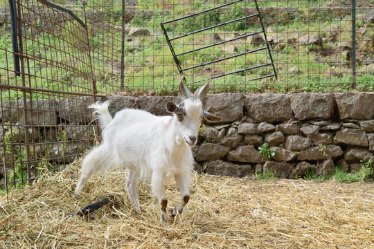 Small white goat in the middle of the straw