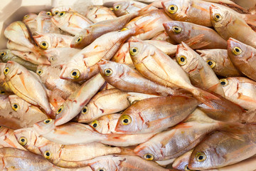 Obraz premium Sea fish on market stalls