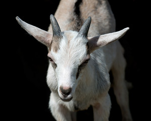 Young milk goat on countryside amish farm
