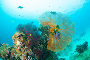 Wonderful and beautiful underwater world with corals, fish and sunlight