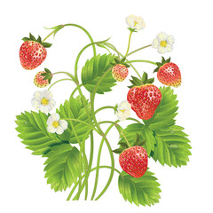 Fototapety  Vector realistic illustration of strawberry with leaves and flowers.