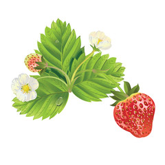 beautiful strawberries. vector illustration of a realistic