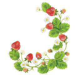 beautiful strawberries. vector illustration of a realistic