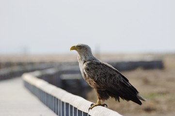 eagle on pier, White-tailed eagle　オジロワシと桟橋　北海道