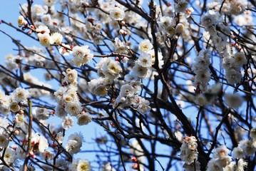 池上梅園の梅