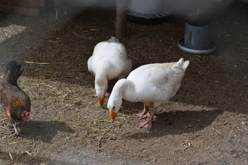 Caged geese eating from the ground