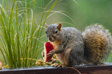 Squirrel eating an apple on a fence