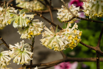 White flowering shrub in garden