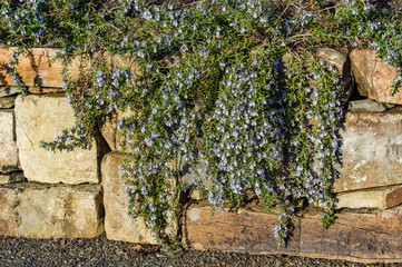 Blue flowering vine growing on rock wall