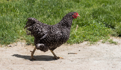 Chicken