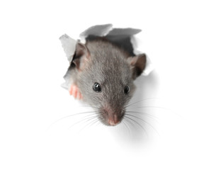 Cute funny rat looking out of hole in white paper