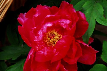 Naklejka premium 鶴岡八幡のぼたん