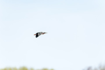Green Heron over trees
