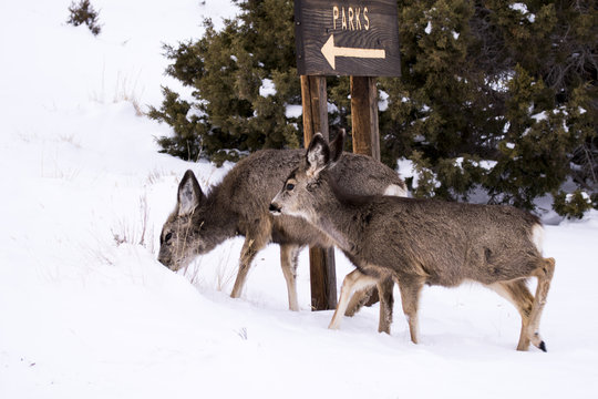 Mule Deer In Wyoming