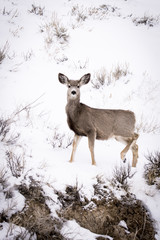 Mule Deer in Wyoming