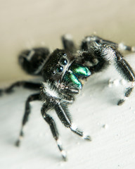 Jumping Spider Macro