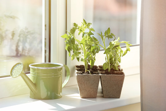Seedling of plants in pots on window sill