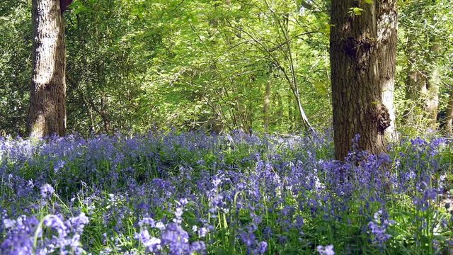 Bluebell wood. Selsdon Woods. Hyacinthoides non-scripta