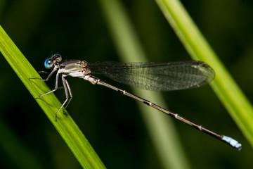 Macro of a Dragonfly