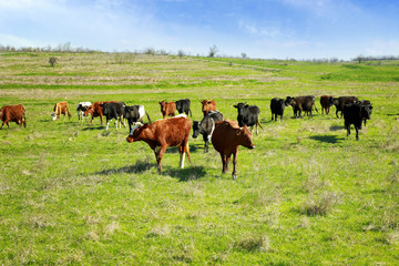 Herd of cattle grazing on green lawn