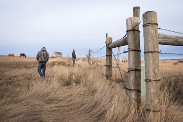 horizontal image of a father and son watching the horses graze in the pasture on either side of the fence in early spring.