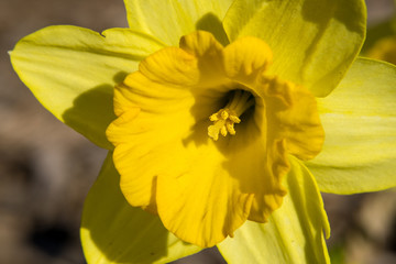 Yellow Flower in the Sun