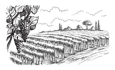 Rows of vineyard grape plants in graphic style, hand-drawn vector illustration.