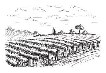 Fototapeta premium Rows of vineyard grape plants in graphic style, hand-drawn vector illustration.