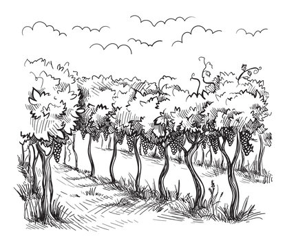 Rows of vineyard grape plants in graphic style, hand-drawn vector illustration. © vectorgoods