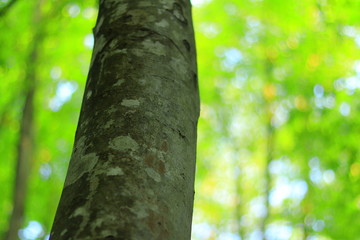 新潟県十日町市の美人林というブナ林の内の１本