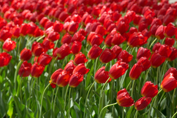 Summer Red Tulips in the Breeze