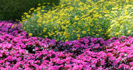 Purple Yellow Flower Bed
